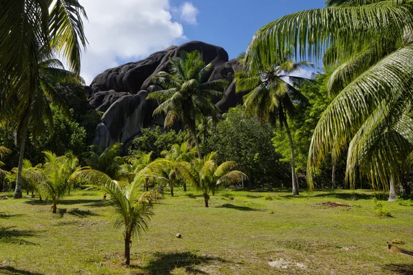 Beautiful palmtrees, in Union Estate, La Digue, Seychelles islands, with granite mountains. — Stock Photo, Image