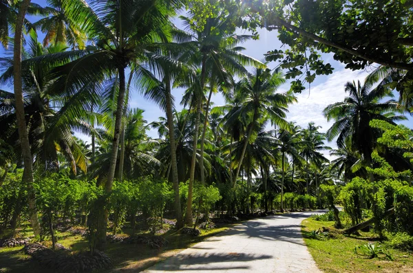 Vackra palmer, i unionens Estate, La Digue, Seychellerna öar, med granit berg. — Stockfoto