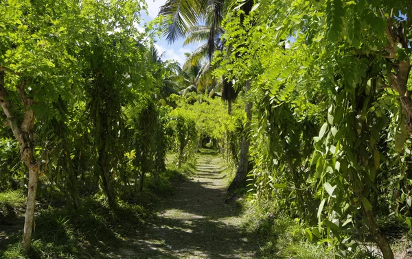 Güzel palmtrees, sendika Estate, La Digue, Seychelles adaları, granit Dağları ile. — Stok fotoğraf