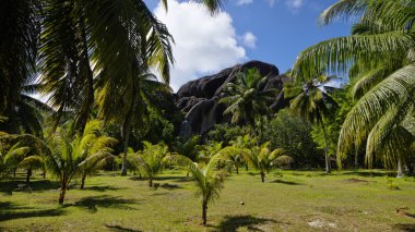 Güzel palmtreeswith granit dağların Birliği Estate, La Digue, Seychelles adaları 