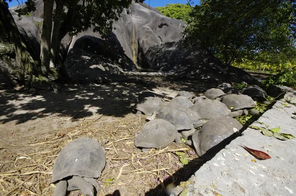Birlik Emlak, La Digue, Seychelles adaları dev kaplumbağa grupta 