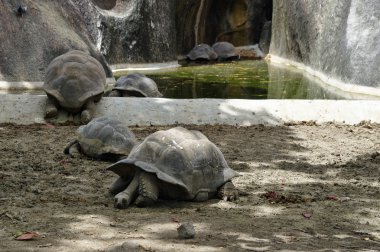 Seyşeller, La Digue'dev kaplumbağa