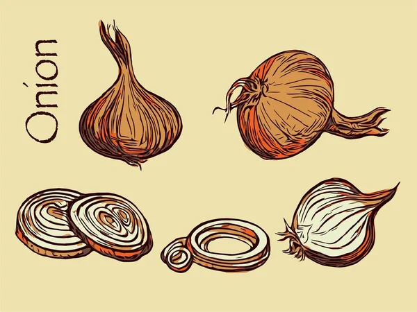 Onion vector set in orange colors. Slices, rings and onion bulb illustration. — Stock Vector