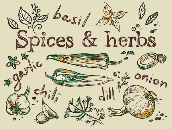 Baharatlar ve bitkiler vektör illüstrasyonunu vintage tarzında ayarlar.