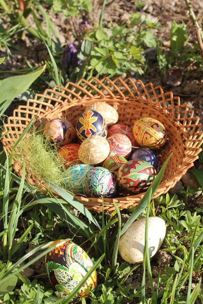 Yeşil çimenler ve yapraklar içinde sepetteki renkli paskalya yumurtaları