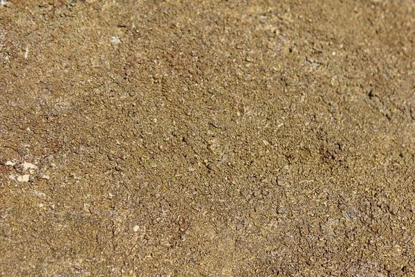  Kahverengi Lichen bir taşın üzerinde. Kabuklu dokuyu kapat 