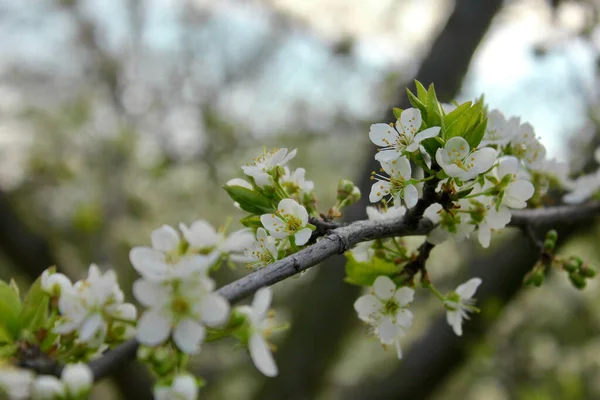Kayısı ya da kiraz çiçeği. Fotoğrafı kapat.