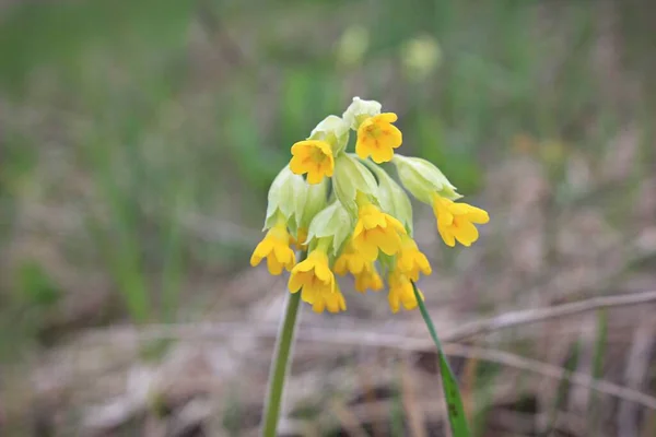 Çimenlikteki ilk bahar çiçeği. Primrose. Arka plandaki bulanık fotoğrafı kapat. Sarı Primula şişkinliği