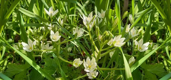 Beyaz kartopu çiçekleri. Karın ihtişamı ya da açık yeşil çimenlikte Chionodoxa