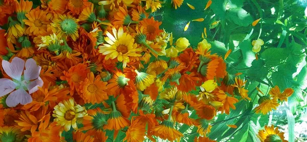 Calendula ya da çiçekli kadife çiçeği fotografı. Şifalı bitkiler hasat ediliyor..