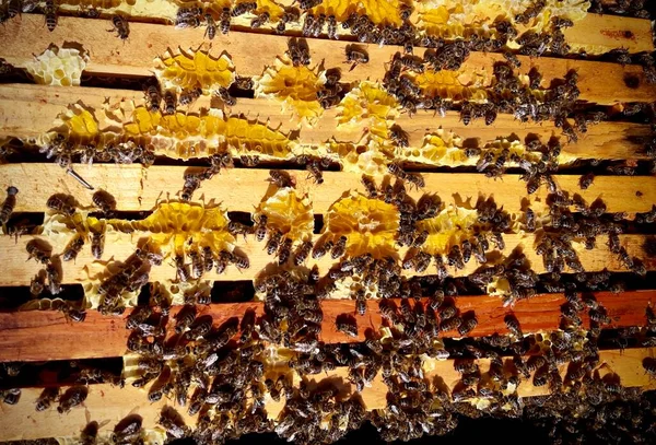 Kovanında taze sarı bal olan bal peteği çerçevelerindeki arıların üst görüntüsü.