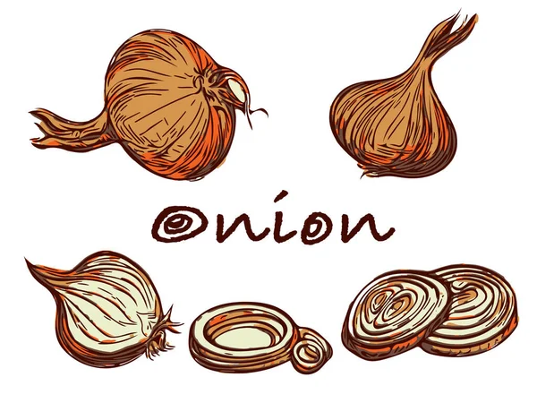 Turşu yapmak için soğan soğanları ve halkalar. Portakal sebzeleri oymalı biçimde--.