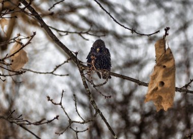 Kış soğuğu yüzünden tüyleri kabaran Starling, Sturnus vulgaris.