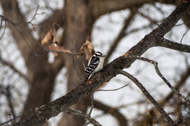 Downey Ağaçkakanı, Picoides ergenleri, kışın meşe dalında dinleniyor.