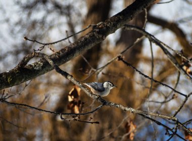Kışın meşe dalında beyaz göğüslü Nuthatch.