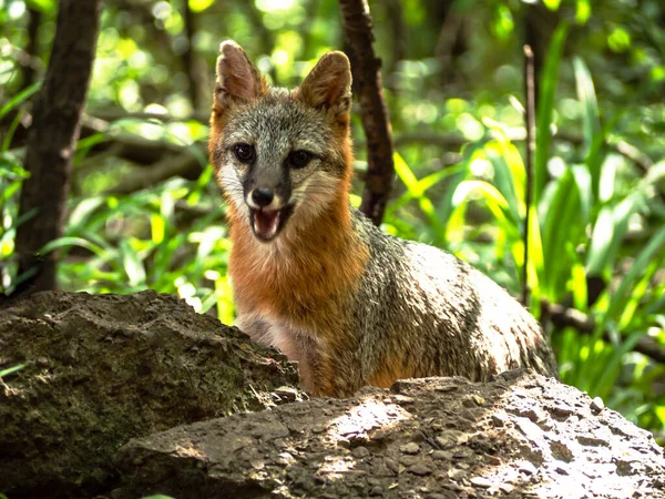 Młoda Samica Red Fox Lesie Latem — Zdjęcie stockowe