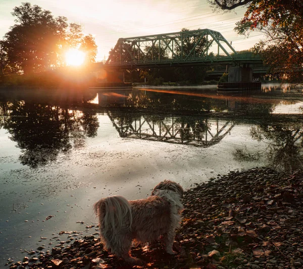 Dog Watching Sunrise Shore Lake — Stock Photo, Image