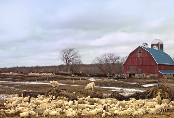 Sheep farm — Stock Photo, Image