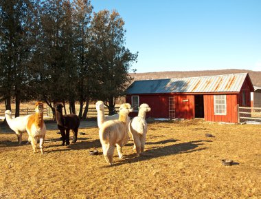 alpaca farm