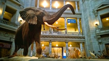 Smithsonian doğa tarihi Müzesi