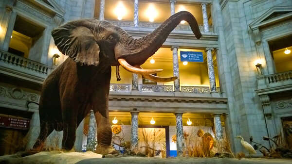 Smithsonian Museum of Natural History