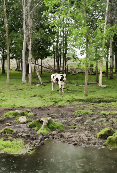 牛在雨中 — 图库照片