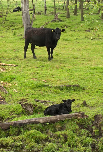 Vacas —  Fotos de Stock