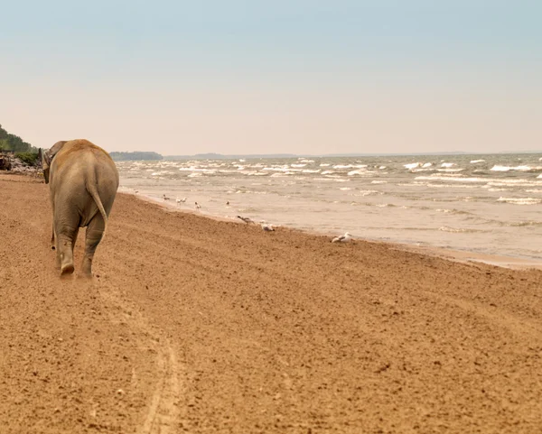 Olifant op een strand — Stockfoto