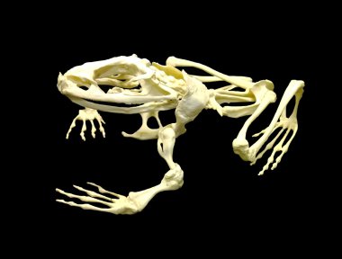 frog skeleton on a black background clipart