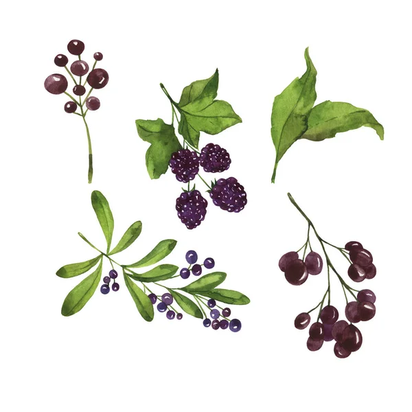 Beyaz arka planda mor sonbahar meyveleri ve yaprakları. El çizimi suluboya çizimi.
