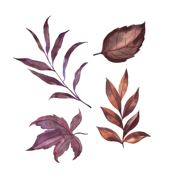 Набор Коричневых Фиолетовых Осенних Листьев Ручная Рисованная Акварель — стоковое фото