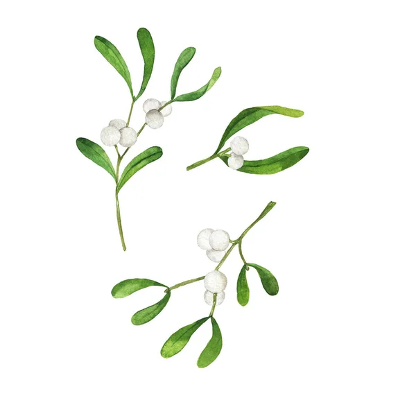 Set of mistletoe branches with white berries and green leaves. Hand drawn watercolor illustration.