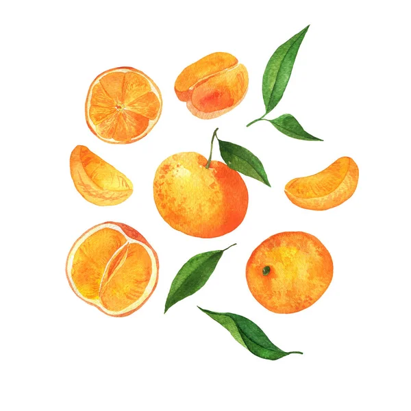 Taze narenciye, portakal, mandalina ve yeşil yapraklar. El çizimi suluboya çizimi.