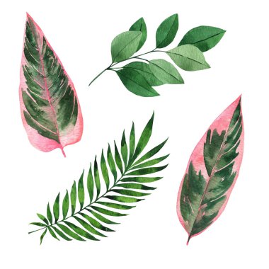 suluboya el tropikal çiçek çizimi.