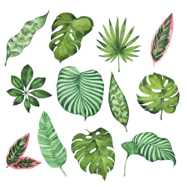 Acquerello Disegnato Mano Tropicale Illustrazione Floreale — Foto Stock