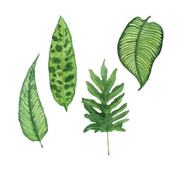 Folhas Verdes Isoladas Sobre Fundo Branco Aquarela Ilustração Tropical — Fotografia de Stock
