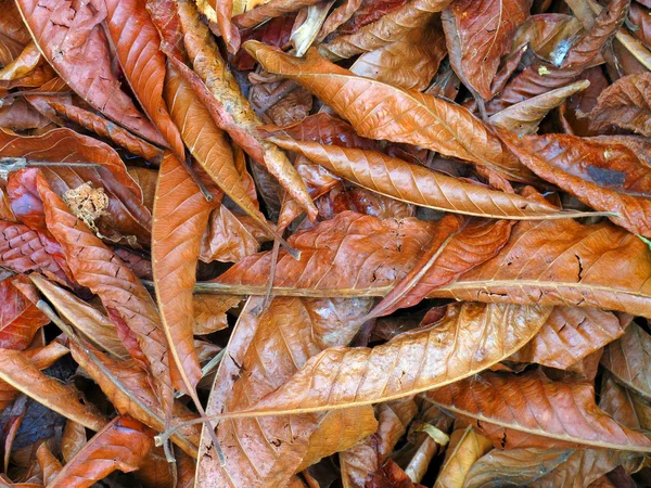 arka plandan sonbahar yaprakları