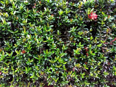 doğal yaprak yeşil duvar, çevre dostu arka plan