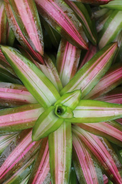 Chlorophytum Chrolotte