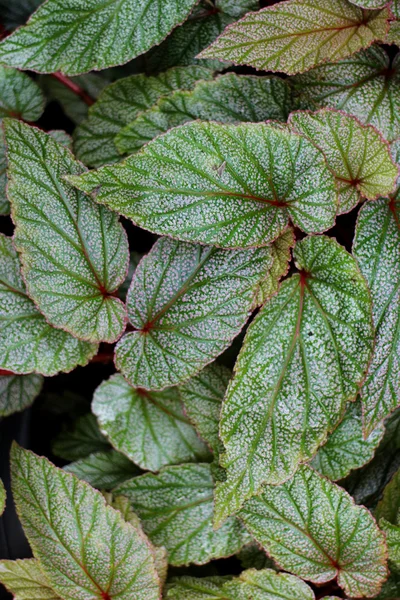 Yeşil taze yaprakları