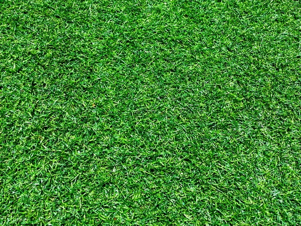 Yeşil taze yüksek Detaylı çim
