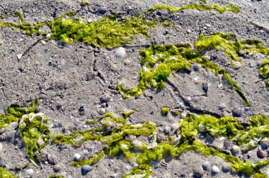 Yeşil yosun, kum ve kabukları zemin karşı.