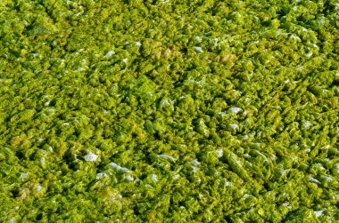 Yeşil algler su ile.