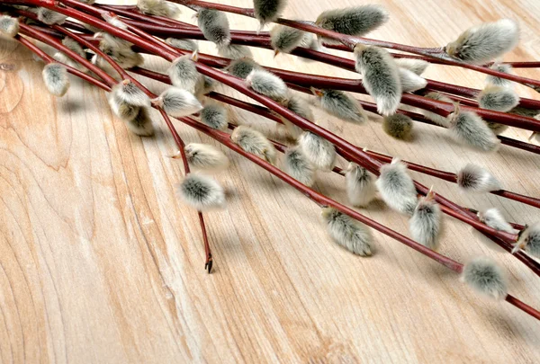 Pussy willow on rustic wooden background. — Stock Photo, Image