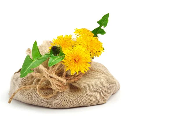 Flores de dente de leão em pano de saco. Isolado sobre fundo branco . — Fotografia de Stock