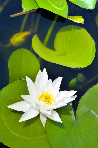 Lírio branco no lago em um dia ensolarado brilhante — Fotografia de Stock