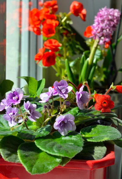 Fleurs de violette dans un pot sur le rebord de la fenêtre . — Photo