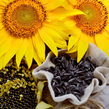 Ayçiçeği ve ayçiçeği tohumu.