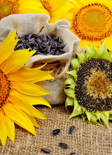 Sunflower and sunflower seeds. — Stock Photo, Image