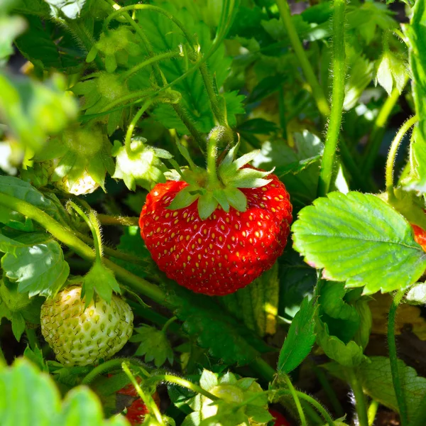 Ripe strawberries in the garden — Stock Photo, Image